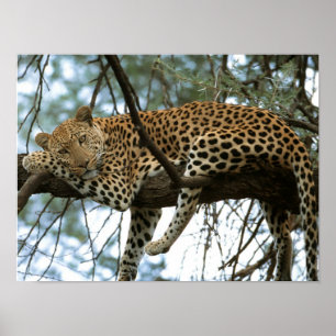 Poster Leopard Resting in Tree