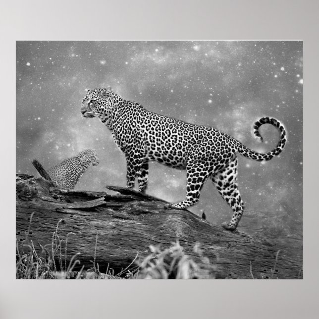 Poster/Leopards im Weltraum Poster (Vorne)