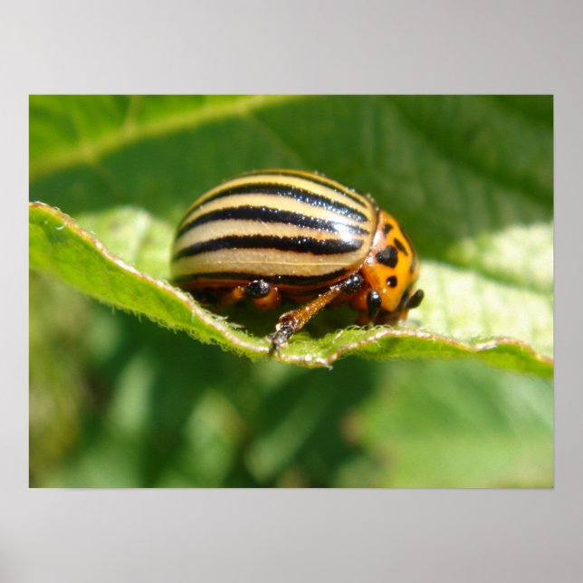Poster Leptinotarsa decemlineata (Devant)