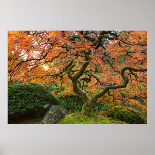 Poster L'Érable Dans Les Jardins Japonais En Automne