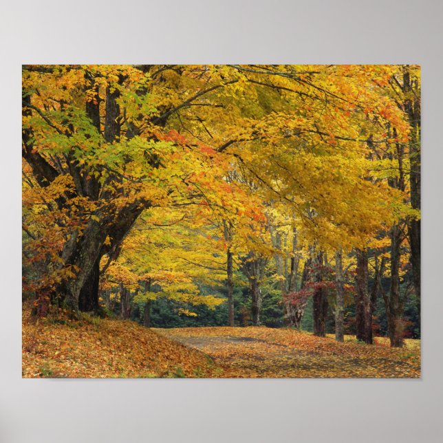 Poster L'érable d'automne surplombant la voie de campagne (Devant)