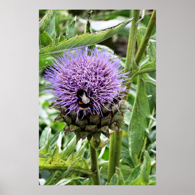 POSTER LES ABEILLES (Devant)