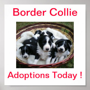 Poster Les adoptions de chien de border collie signent