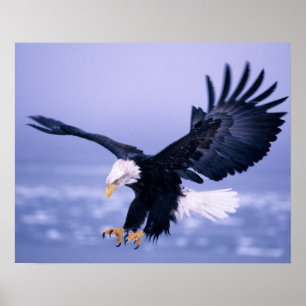 Poster Les ailes d'atterrissage de l'aigle à tête blanche