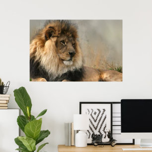 Poster Les Amateurs De Lion Lion Au Repos