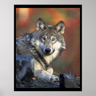 Poster Les amateurs de loups gris
