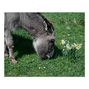 Poster Les ânes ne mangent pas de jonquilles sauvages