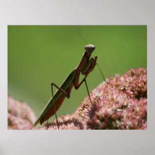 Poster Les antids de prière