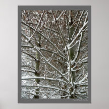 Les arbres dans la neige photo hiver