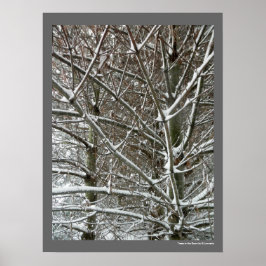 Poster Les arbres dans la neige photo hiver