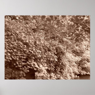 Poster Les arbres devant le canal