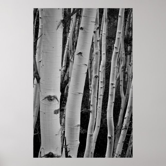 Poster Les arbres ont les yeux (Devant)