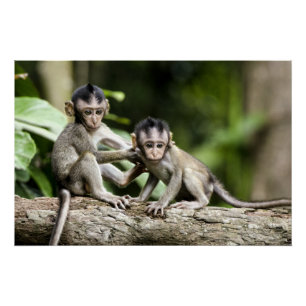 Poster Les bébés singes dans la nature