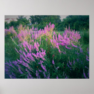 POSTER LES BOUTEILLES FAVORISENT LA LOOSESTRIFE POURPULAI