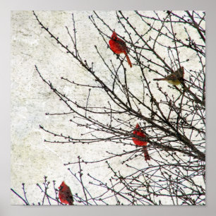 Poster Les cardinaux dans un arbre