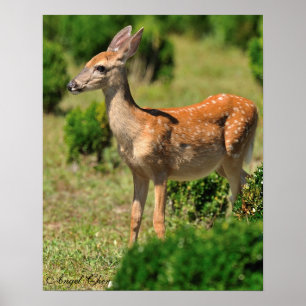 Poster Les cerfs communs, chassent le faon à la lumière