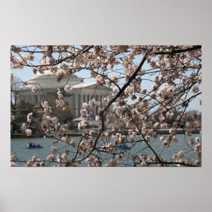 Poster Les Cerisiers en Fleur en Pleine Floraison à Washi