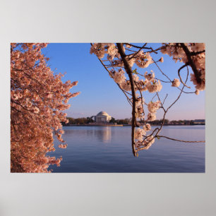 Poster Les cerisiers roses en fleurs dans DC