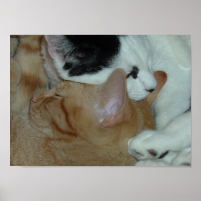 Poster Les chatons en amour (Devant)