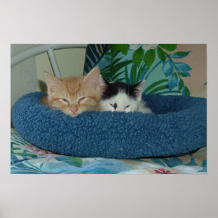 Poster Les chatons en amour