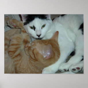 Poster Les chatons en amour