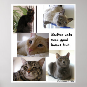 Poster Les chats d'abri ont besoin de bonnes maisons
