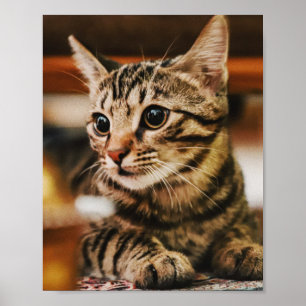 Poster Les Chats Sont Les Meilleurs 85