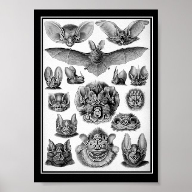 Poster Les chauves-souris ! (Devant)