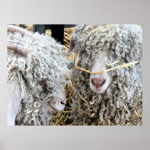 POSTER LES CHÈTES FRAÎCHES