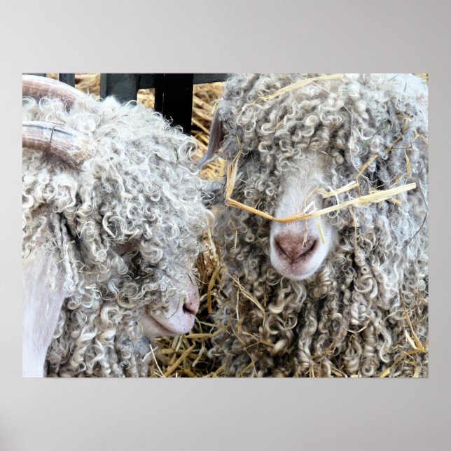 POSTER LES CHÈTES FRAÎCHES (Devant)