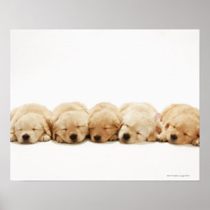 Poster Les chiots de l'golden retriever