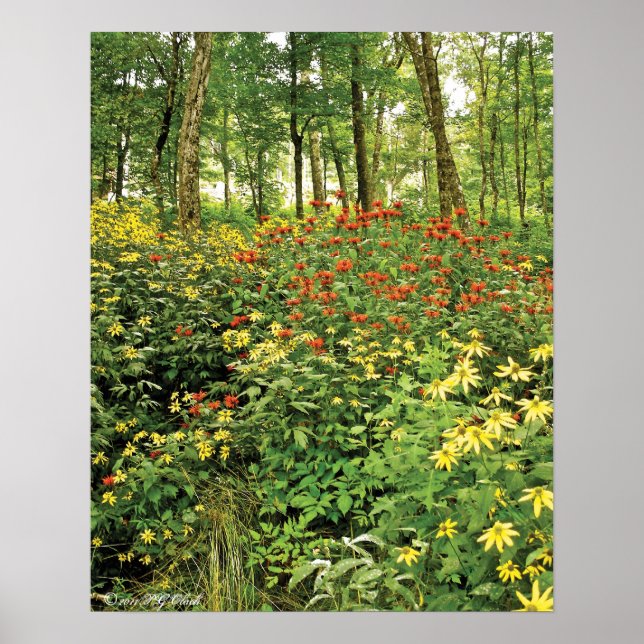 Poster Les collines sont vivantes avec les Fleurs sauvage (Devant)