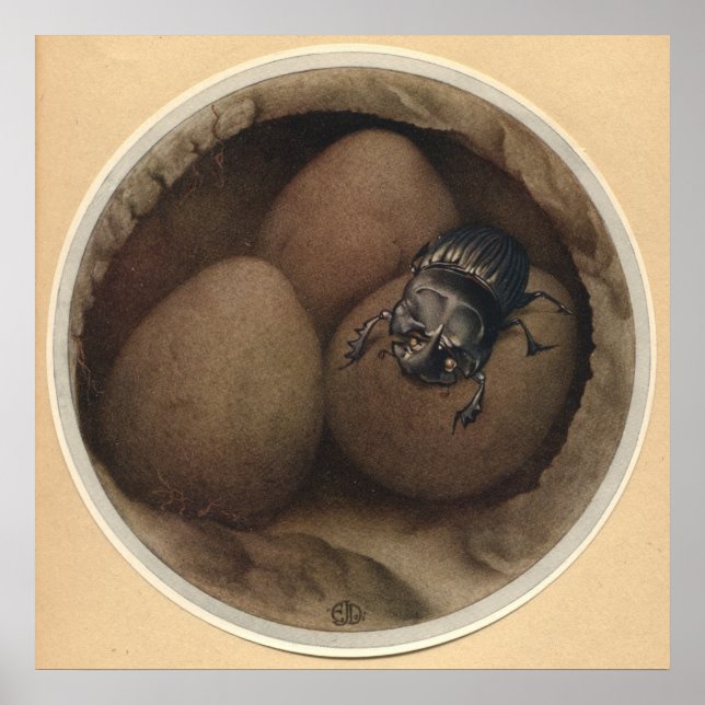 Poster LES COPRIS ESPAGNOLS - Illustration du livre d'ins (Devant)