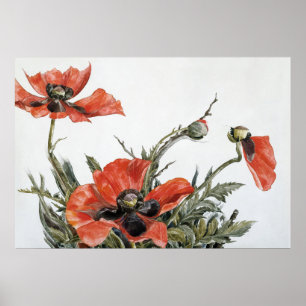 Poster Les Coquelicots rouges de Demuth