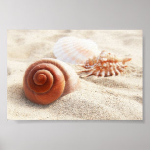Poster Les coquillages sur la fin de sable