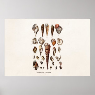 Poster Les coquilles vintages de mer ont personnalisé la