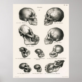Poster Les crânes illustrent l'évolution humaine