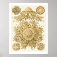 Les créatures de la mer d'or