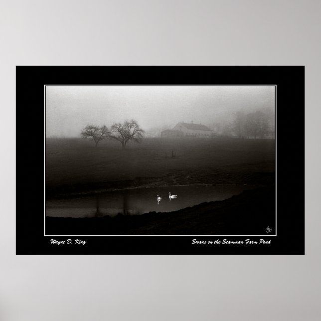 Poster Les cygnes sur l'affiche de l'étang de la ferme de (Devant)