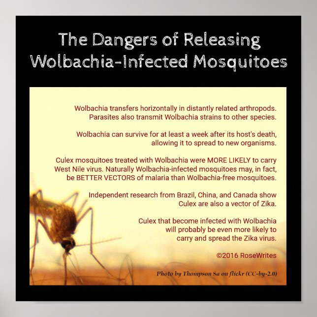 Poster Les dangers de Wolbachia par RoseWrites (Devant)