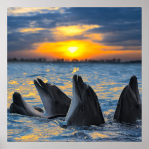 Poster Les dauphins au nez de bouteille à la lumière du c