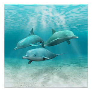 Poster Les dauphins de natation