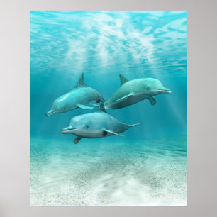 Poster Les dauphins de natation