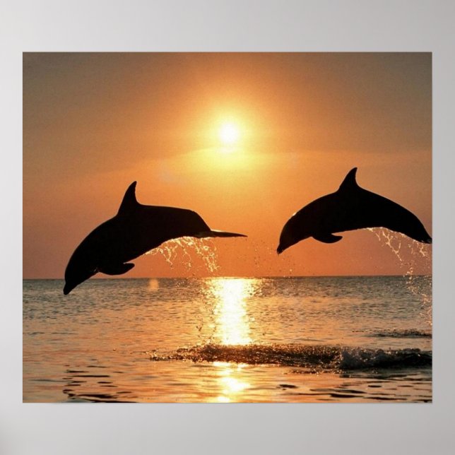 Poster Les dauphins du coucher du soleil (Devant)