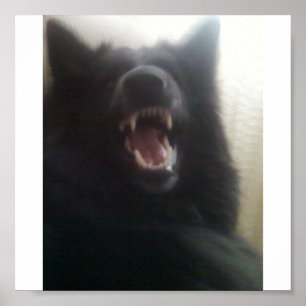 Poster Les dents du berger belge aka "le loup noir "
