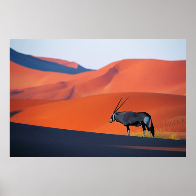 Poster Les déserts | Namib Desert Oryx (Devant)