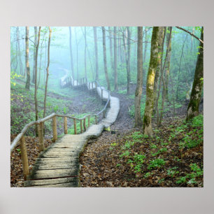 Poster Les escaliers en bois qui serpentent la forêt