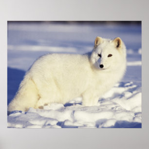 Poster Les Etats-Unis, Alaska. Renard arctique dans le