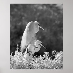 Poster Les Etats-Unis, la Floride, grand infrarouge de