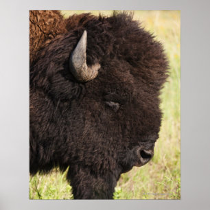 Poster Les Etats-Unis, le Dakota du Sud, bison américain